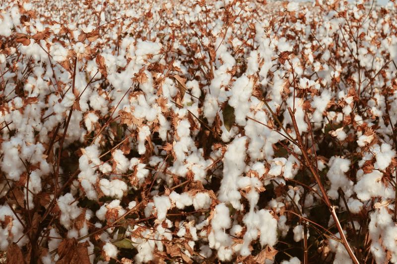 Cotton crop with open white bolls ready for picking