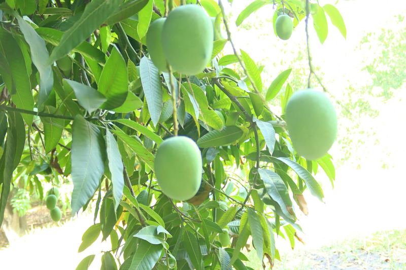 Green mangoes hanging from a tree in a sunny orchard