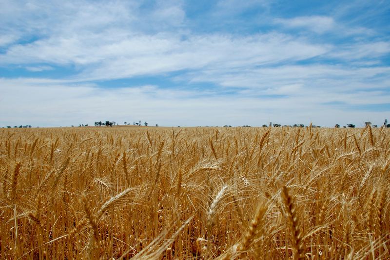 Ripening wheat crop under a deep blue sky